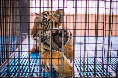 องค์กรพิทักษ์สัตว์แห่งโลกห่วง ‘สวัสดิภาพสัตว์’  หลัง ‘สวนเสือศรีราชา’ ปิดตัว วอนภาครัฐตรวจสอบ