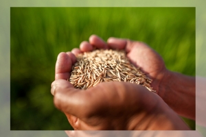 A-Rice คุณภาพคือทางออก