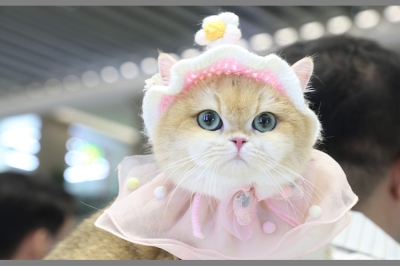 Cat Expo Thailand 2025 วันแรก &#039;ทาสแมว&#039; แห่ร่วมงานคึกคัก คาดเม็ดเงินสะพัด 120 ล้านบาท!