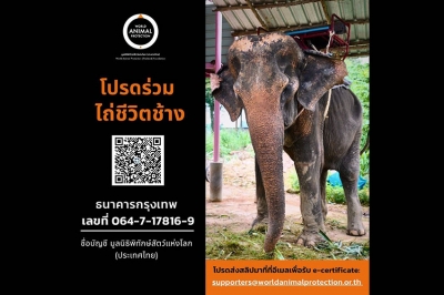 องค์กรพิทักษ์สัตว์แห่งโลก ชวนส่งต่อความรัก ร่วมบริจาค “กองทุนช่วยเหลือเพื่อไถ่ชีวิตช้างไทย” สู่สุขสุดท้าย