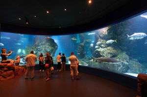 ซีไลฟ์ แบงคอก ฉลองครบรอบ 20 ปี ยิ่งใหญ่ จัดแสดง Dive Into the Water Dance Show! สุดอลังการ พร้อมเปิดตัวมูลนิธิซีไลฟ์แบงคอก พลัส ตอกย้ำเบอร์ 1 ศูนย์กลางการเรียนรู้และความบันเทิงโลกใต้ทะเลกลางกรุง