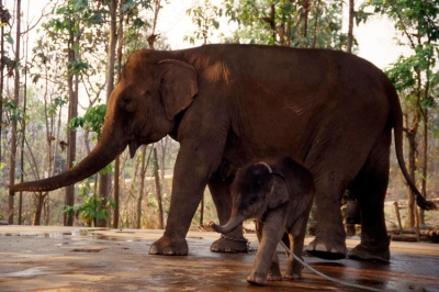 เปิดด้านมืดธุรกิจค้าสัตว์ป่าทั่วโลก ช้างไทยติดโผถูกกักขังเพื่อใช้งานในอุตสาหกรรมท่องเที่ยว