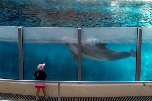 รัฐสภาเม็กซิโกพลิกประวัติศาสตร์โลก สู่ประเทศผู้นำผ่านกฎหมายคุ้มครองโลมา