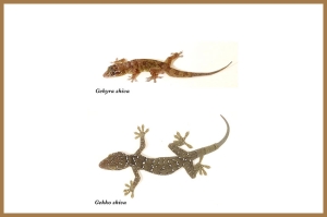 เรื่องเล่าจากเขาศิวะ: การค้นพบจิ้งจกหินศิวะและตุ๊กแกศิวะ สัตว์เลื้อยคลานชนิดใหม่ของโลก