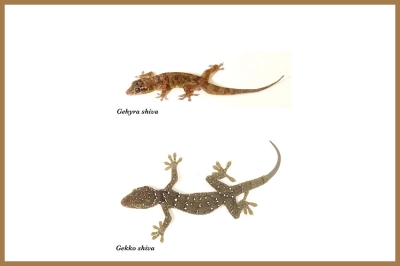 เรื่องเล่าจากเขาศิวะ: การค้นพบจิ้งจกหินศิวะและตุ๊กแกศิวะ สัตว์เลื้อยคลานชนิดใหม่ของโลก