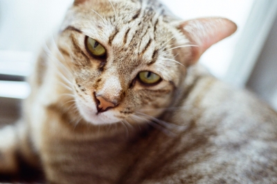ทาสแมวมั่นใจ นักวิจัยเผยข้อมูล โคโรนาแมวคนละสายพันธุ์กับไวรัสอู่ฮั่น ไม่ติดสู่คน