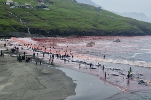 องค์กรสวัสดิภาพสัตว์เผยโศกนาฏกรรมสุดทารุณ : สังหารหมู่วาฬเกือบ 250 ตัว ที่หมู่เกาะแฟโร