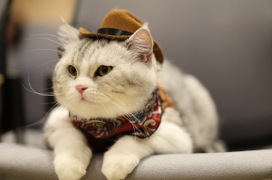 N.C.C. ตอกย้ำผู้นำผู้จัดงานสัตว์เลี้ยงของไทย ลุยจัด Cat Expo Thailand มหกรรมสินค้าแมวสุดยิ่งใหญ่รับกระแส”เศรษฐกิจแมว” โต