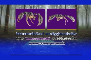 ฮือฮาวงการชีววิทยา มทร.ธัญบุรีและพันธมิตร ค้นพบ &lsquo;มดตะนอยเทพรัตน์&rsquo; มดชนิดใหม่ของโลก พบเฉพาะสวนยางพาราภาคใต้