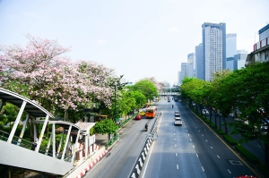 ดอกชมพูพันธุ์ทิพย์ ถนนสวยไร้เสาสาย ภาพถ่ายที่คุณต้องมาเก็บ!