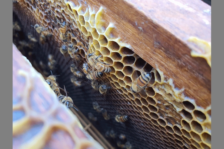 สมาคมผึ้งเอเชียจับมือซินเจนทา ตั้งศูนย์ประสานงานช่วยเกษตรกรชาวสวนผลไม้ และผู้เลี้ยงผึ้งเตรียมรับมือ GAP