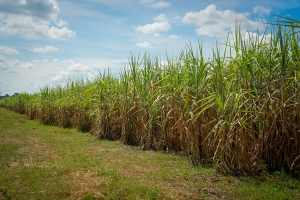 สอน. เดินหน้ามาตรการ “อ้อยสด - ลดเผา” ปี 68/69  ขับเคลื่อนอุตฯ อ้อยไทยสู่อนาคตสีเขียว ยกระดับรายได้เกษตรกร ควบคู่ลดฝุ่น PM 2.5